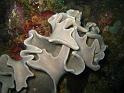 sarcophyton sp 1